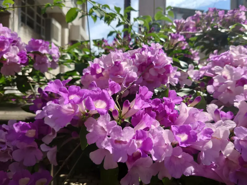 三民樓及信義樓間空橋上紫鈴藤