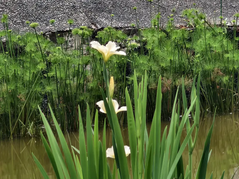 梅花池中水生鳶尾