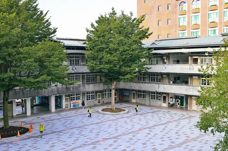 忠孝與信義的交界：遇見小葉欖仁