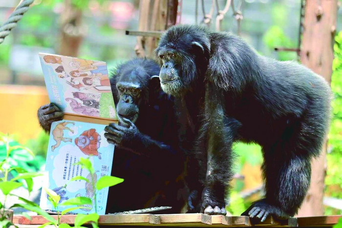 壽山動物園的「喫冊」趣味體驗，為黑猩猩打造內藏葵瓜子的「藏食瓦楞紙書」。圖／壽山動物園