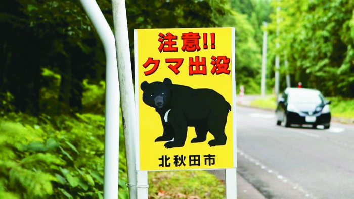 秋田縣只要有熊侵入人類生活圈遭捕殺的報導,地方政府就會接獲「不要殺熊」的陳情。圖/取自網路圖片